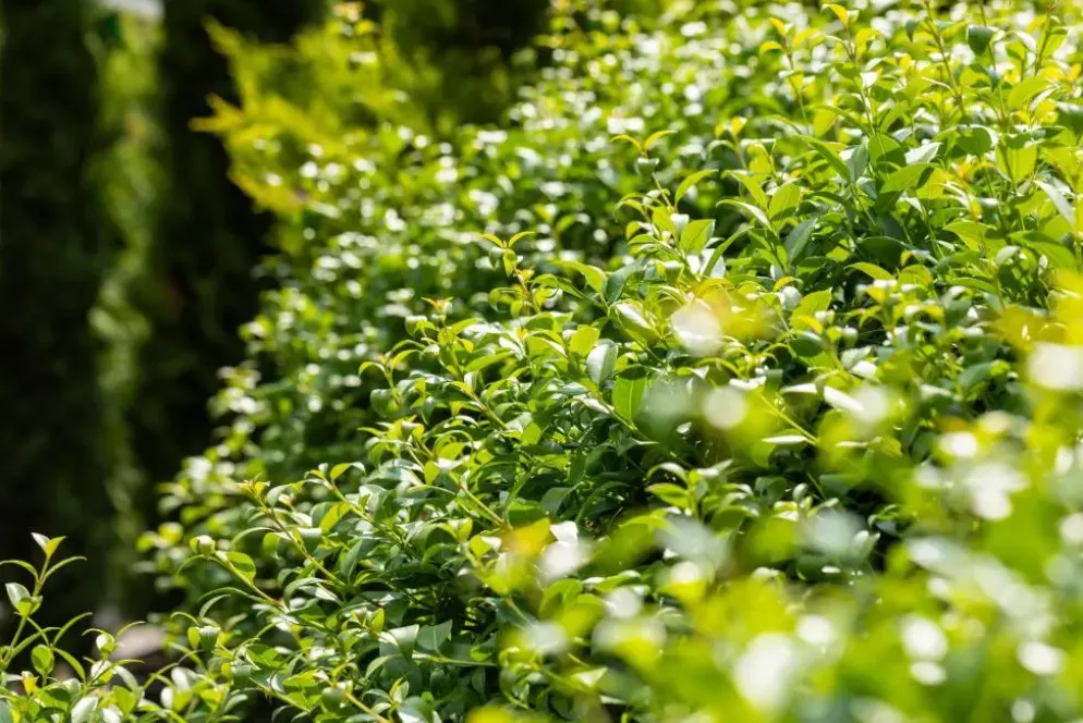 Osmanthus burkwoodii (Schijnhulst)