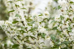 Osmanthus burkwoodii (Schijnhulst)