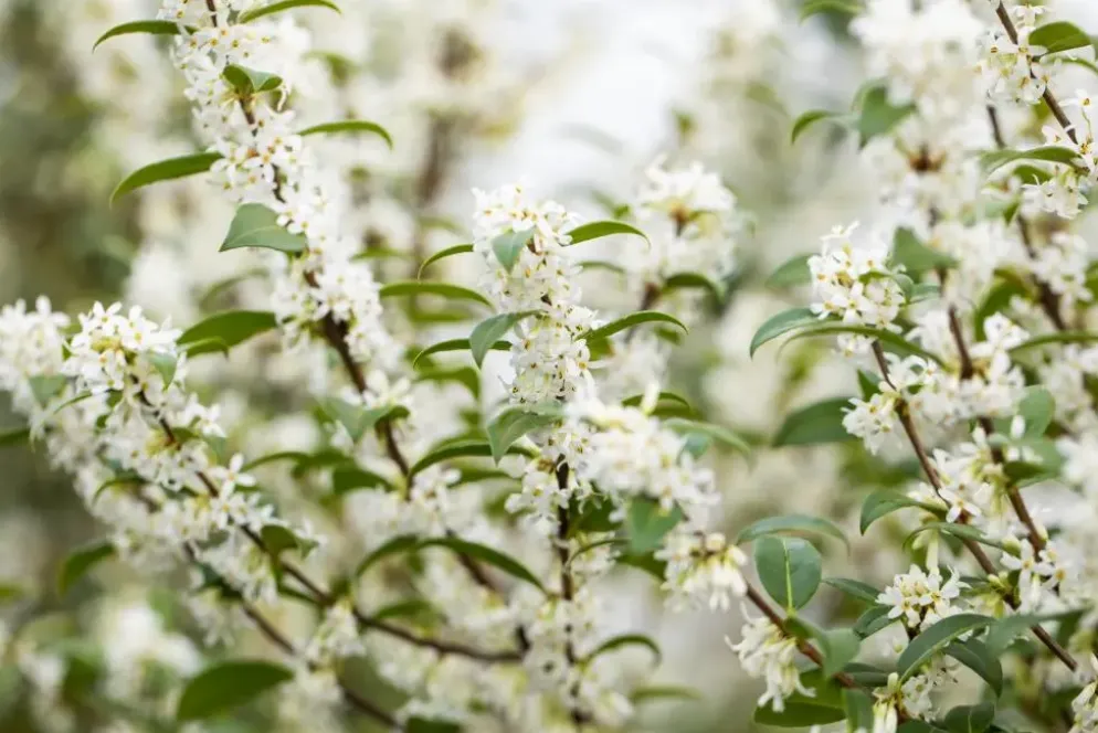 Osmanthus burkwoodii (Schijnhulst)