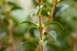 Osmanthus burkwoodii (Schijnhulst)