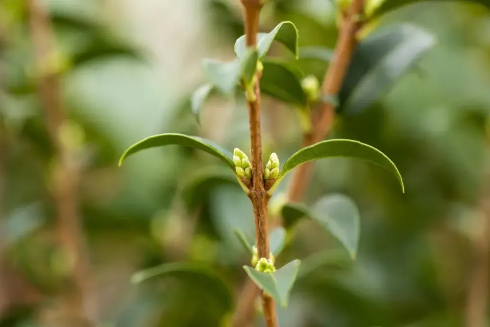 Osmanthus burkwoodii (Schijnhulst)