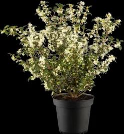 Osmanthus burkwoodii (Schijnhulst)