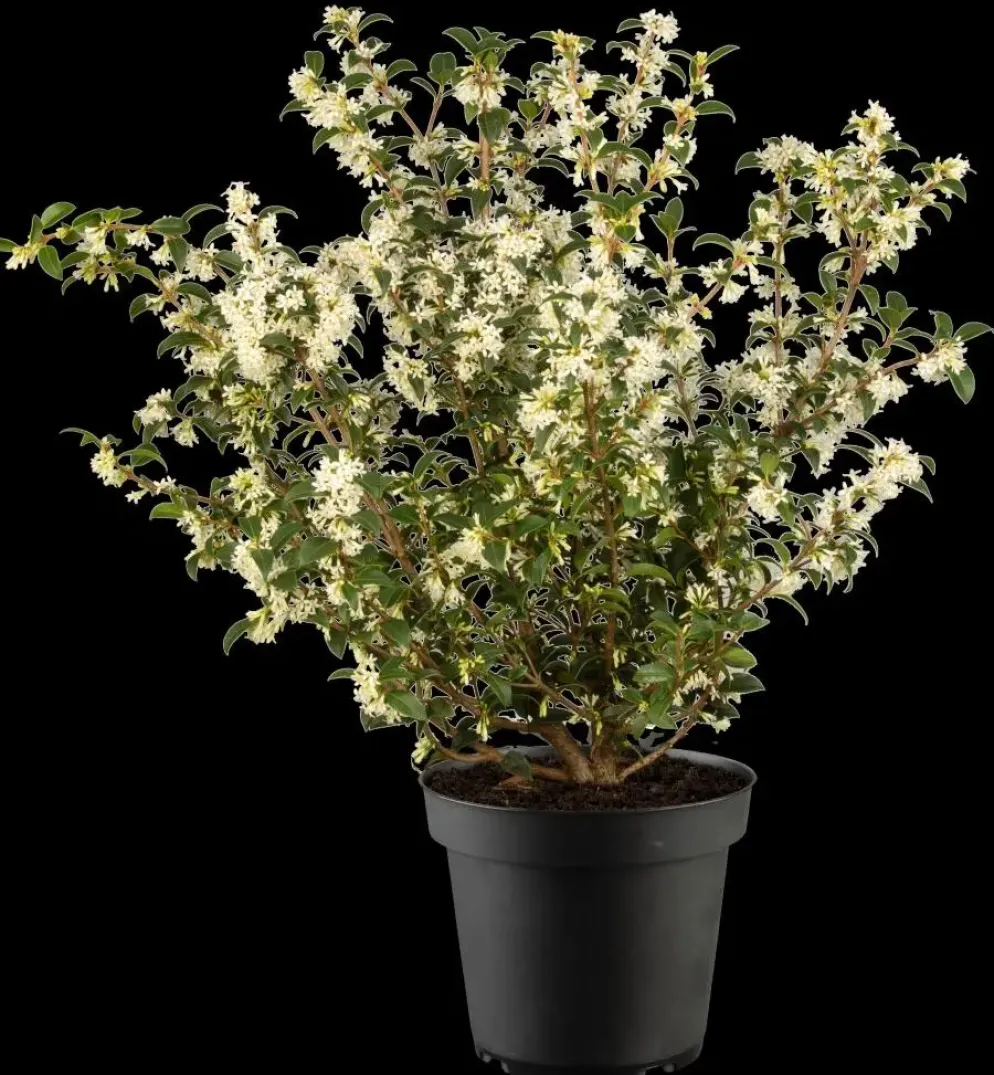 Osmanthus burkwoodii (Schijnhulst)
