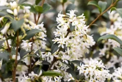 Osmanthus burkwoodii (Schijnhulst)