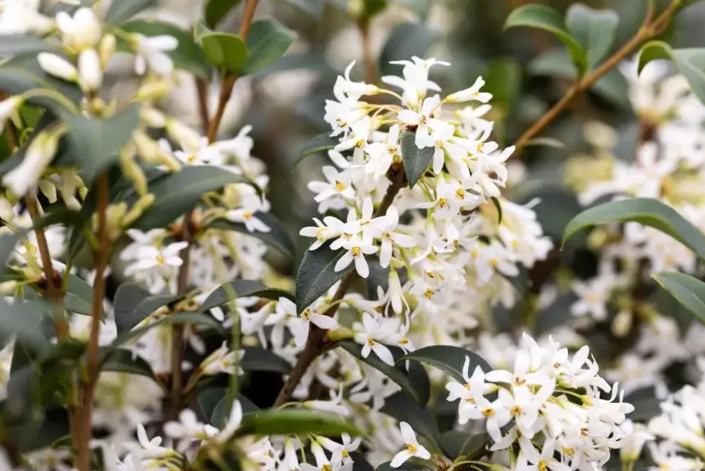 Osmanthus burkwoodii (Schijnhulst)