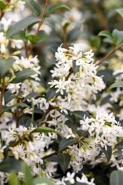 Osmanthus burkwoodii (Schijnhulst)