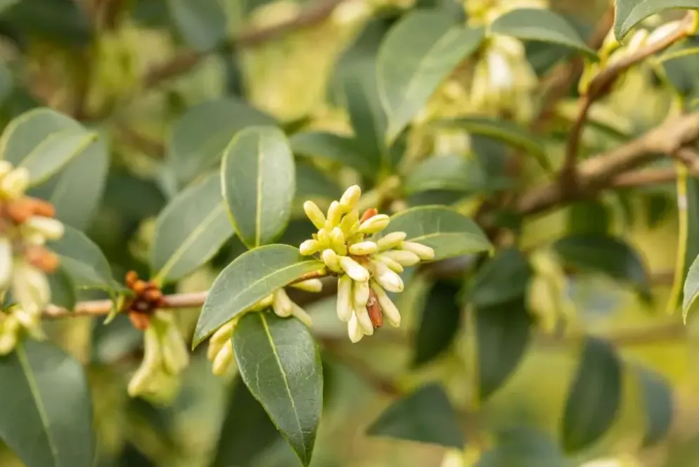 Osmanthus burkwoodii (Schijnhulst)