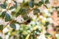 Osmanthus burkwoodii (Schijnhulst)