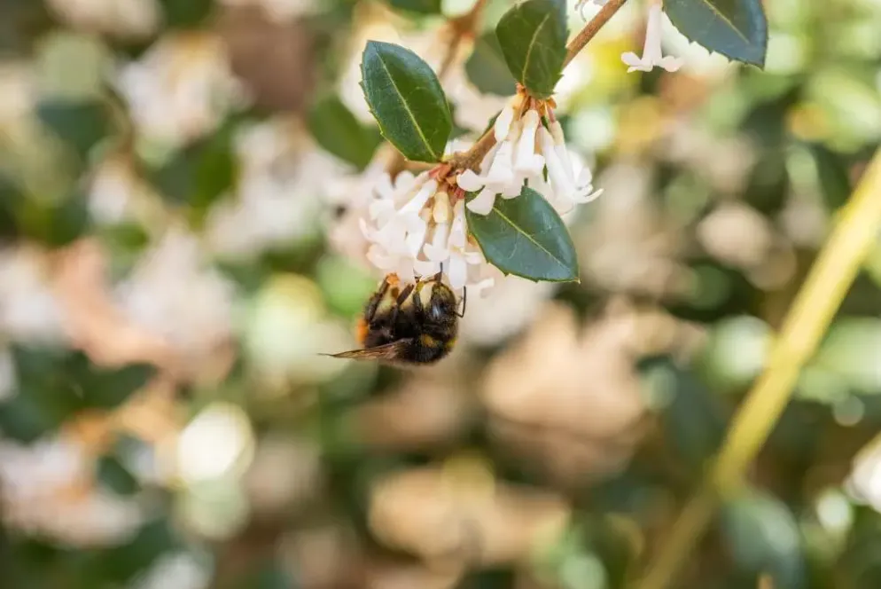 Osmanthus burkwoodii (Schijnhulst)