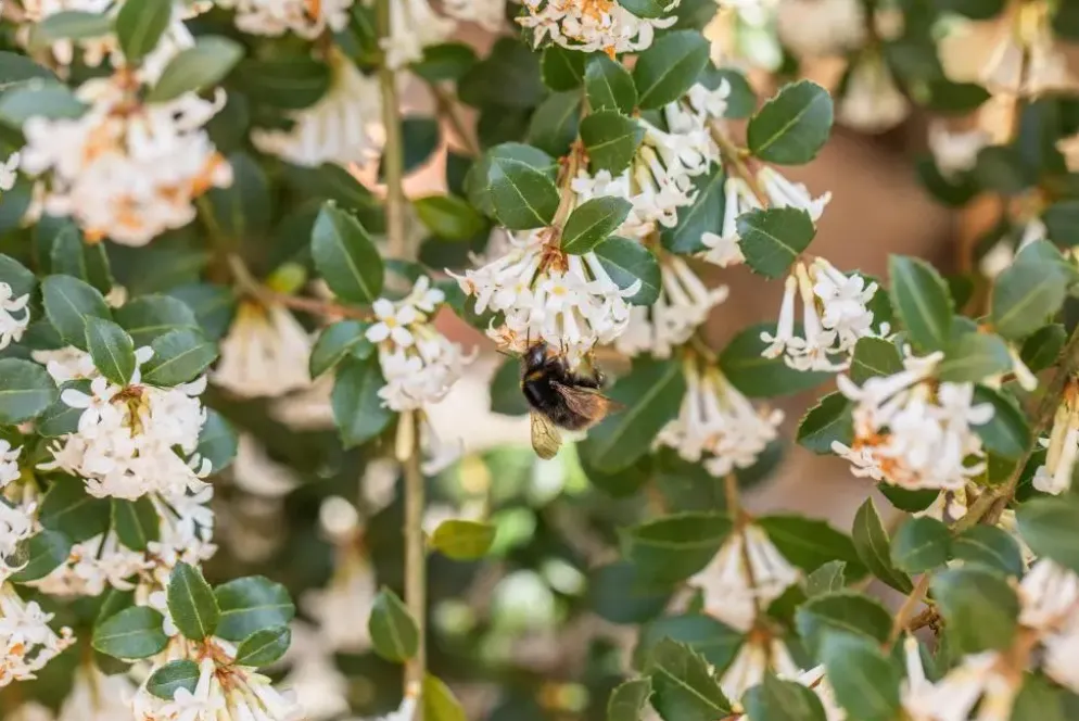 Osmanthus burkwoodii (Schijnhulst)