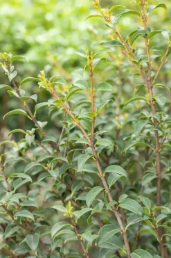 Osmanthus burkwoodii (Schijnhulst)