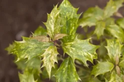 Osmanthus heterophyllus (Schijnhulst)