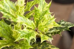 Osmanthus heterophyllus (Schijnhulst)