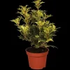 Osmanthus heterophyllus (Schijnhulst)
