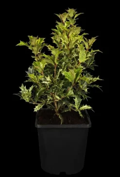Osmanthus heterophyllus (Schijnhulst)