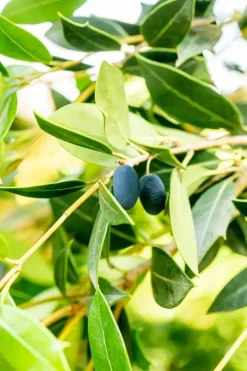 Osmanthus heterophyllus (Schijnhulst)