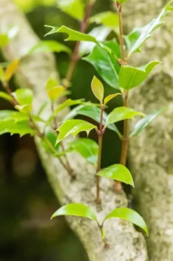 Osmanthus heterophyllus (Schijnhulst)