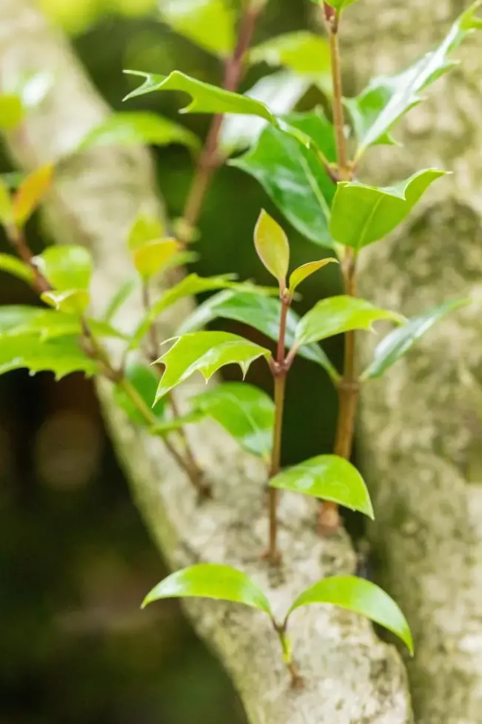 Osmanthus heterophyllus (Schijnhulst)