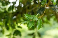 Osmanthus heterophyllus (Schijnhulst)