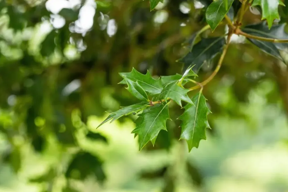 Osmanthus heterophyllus (Schijnhulst)