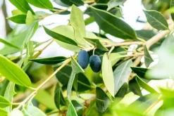 Osmanthus heterophyllus (Schijnhulst)