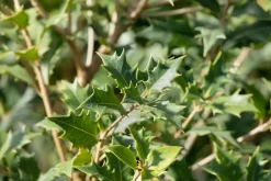 Osmanthus heterophyllus (Schijnhulst)