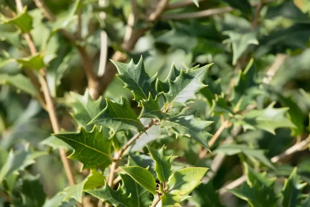 Osmanthus heterophyllus (Schijnhulst)