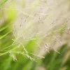 Panicum virgatum 'Cheyenne Sky'(s) (Vingergras 'Cheyenne Sky')