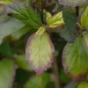 Parrotia persica 'Persian Spire'(s) (Ijzerhout 'Pershian Spire')