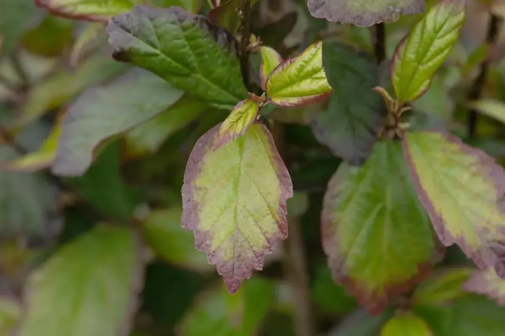 Parrotia persica 'Persian Spire'(s) (Ijzerhout 'Pershian Spire')