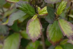 Parrotia persica 'Persian Spire'(s) (Ijzerhout 'Pershian Spire')