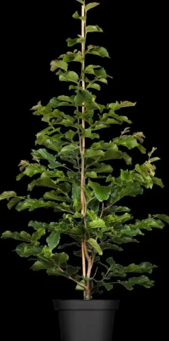 Parrotia persica 'Persian Spire'(s) (Ijzerhout 'Pershian Spire')