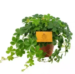 Parthenocissus striata (Suikerdruifje) 20cm