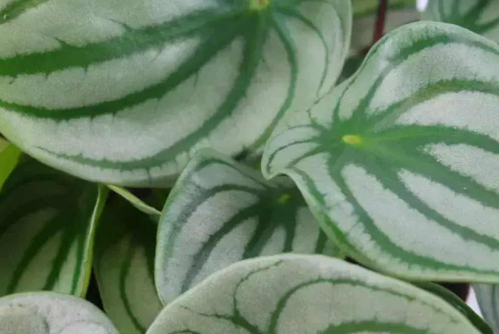 Peperomia argyreia (Zwanenkruid) 25cm