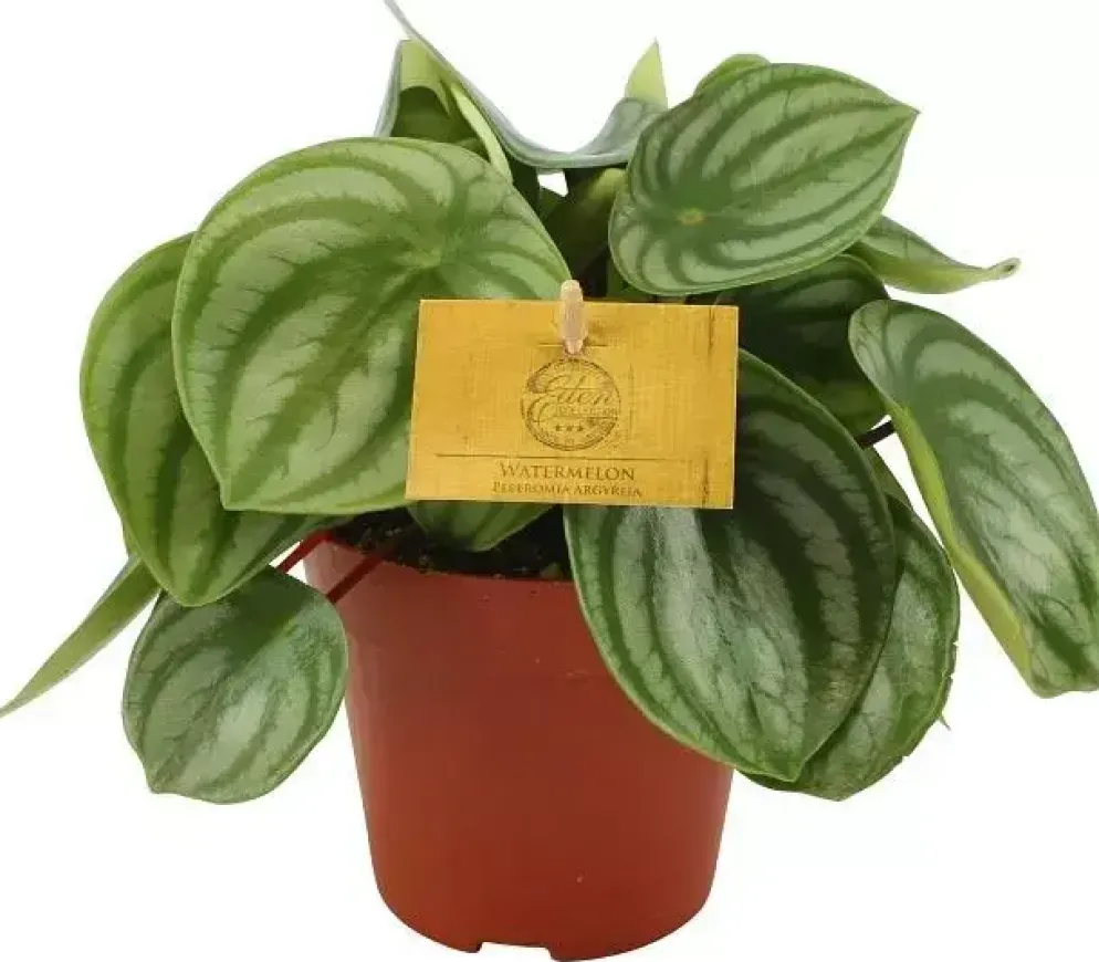 Peperomia argyreia (Zwanenkruid) 25cm