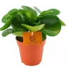 Peperomia obtusifolia (Krokodillentranenplant) 20cm