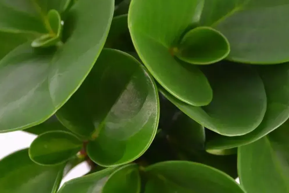 Peperomia obtusifolia (Krokodillentranenplant) 20cm