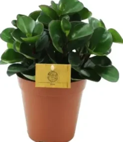 Peperomia 'Red burning bush' (Zwanenkruid, Zwanenkroos, Rondo Venetiano plant) 25cm