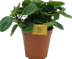 Peperomia 'Red canyon' (Zwanenkruid) 25cm