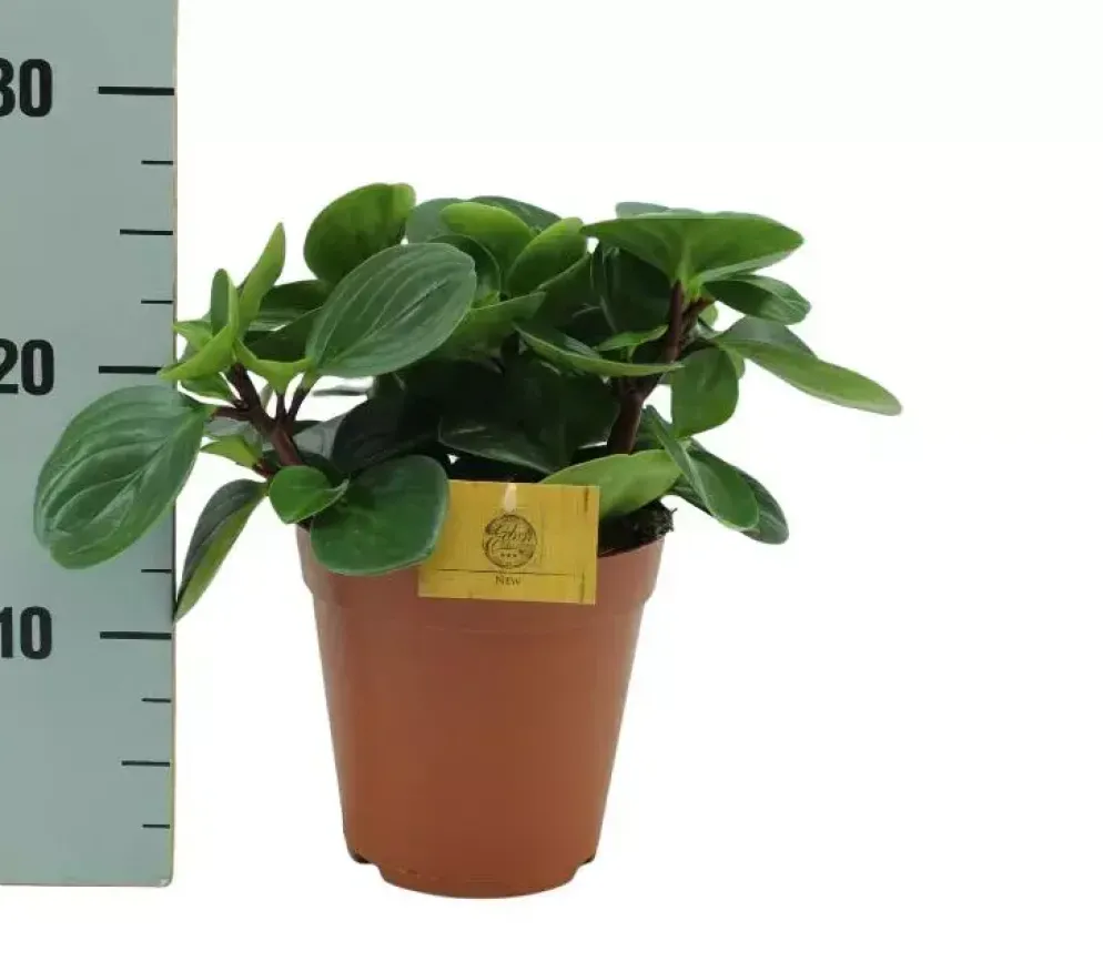 Peperomia 'Red canyon' (Zwanenkruid) 25cm