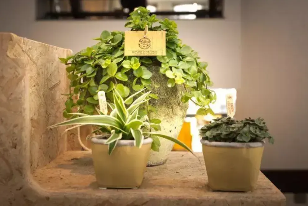 Peperomia rotundifolia (Zwanenkruid) 25cm