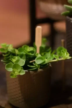 Peperomia rotundifolia (Zwanenkruid) 20cm