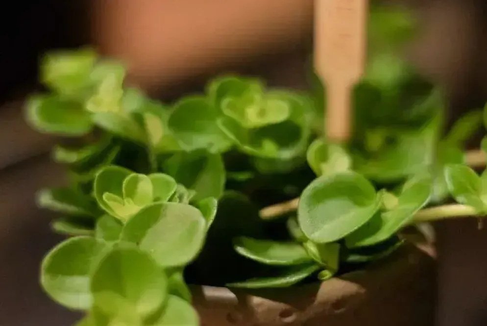 Peperomia rotundifolia (Zwanenkruid) 20cm