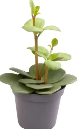 Peperomia tetraphylla 'Hope' (Peperomia) 12cm