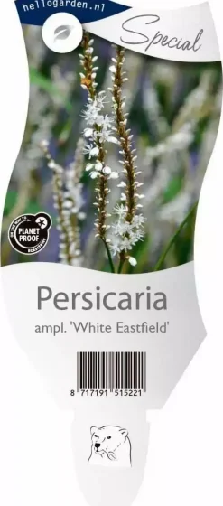 Persicaria amplexicaulis 'White Eastfield' (Duizendknoop)