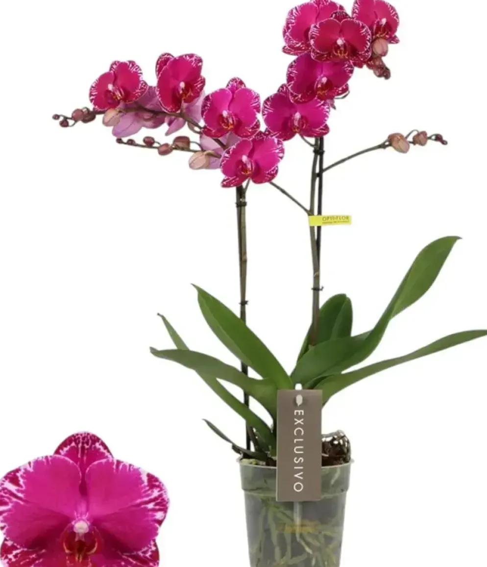 Phalaenopsis 'Exclusivo Asian Violin' (Orchidee) 45cm