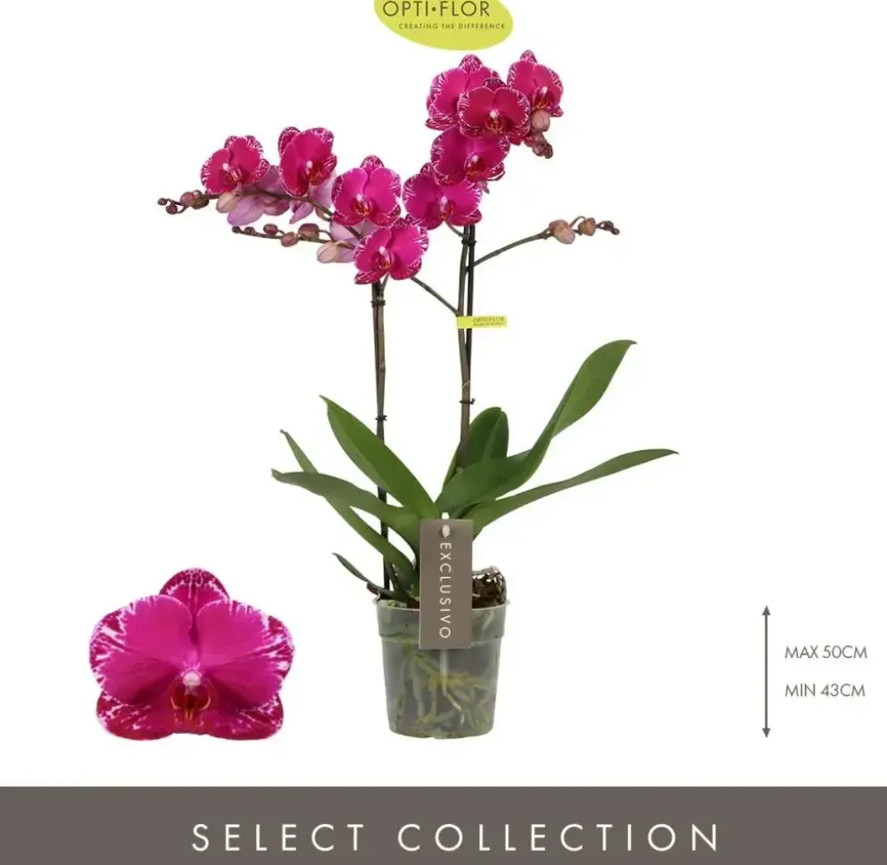 Phalaenopsis 'Exclusivo Asian Violin' (Orchidee) 45cm