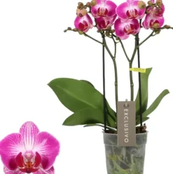Phalaenopsis 'Exclusivo Bing' (Orchidee) 45cm