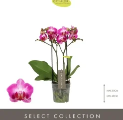 Phalaenopsis 'Exclusivo Bing' (Orchidee) 45cm