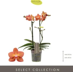 Phalaenopsis 'Exclusivo Eos' (Orchidee) 45cm